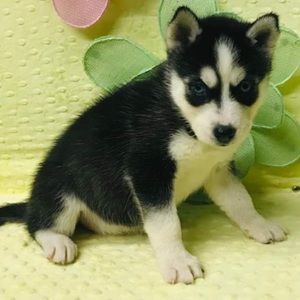 Meet your Posher, Devin